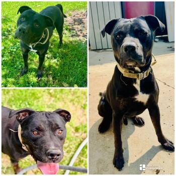REMI JOSEPH -  Pit Bull Terrier Dog for Adoption in Coudersport, Pennsylvania - REMI JOSEPH | PetCurious