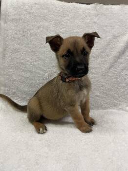 Hallowed Harvest - Howden - Located in Florida -  Belgian Shepherd Malinois Dog for Adoption in Imlay City, Michigan - Hallowed Harvest - Howden - Located In Florida | PetCurious