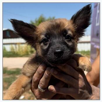 Hercules -  Mixed Breed Dog for Adoption in Otisfield, Maine - Hercules | PetCurious