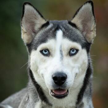 Rescue Husky Dogs for Adoption in Rossville, Georgia - Blue | PetCurious