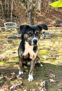 Rescue Australian Cattle Dog Blue Heeler Dogs for Adoption in Dahlonega, Georgia - Green Bean | PetCurious
