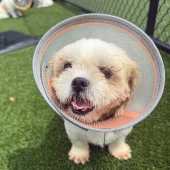 Lala 8132 -  Shih Tzu Dog for Adoption in Loxahatchee Groves, Florida - Lala 8132 | PetCurious