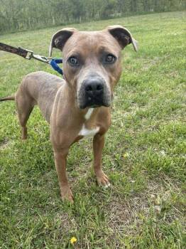 Mixed Breed Dogs Available for Adoption in Milton, Delaware - Bear Bryant | PetCurious
