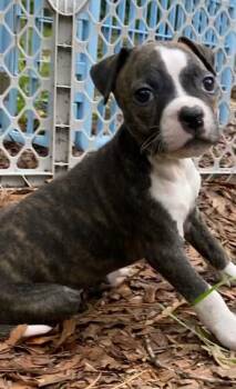 Panda Bear -  Pit Bull Terrier and American Staffordshire Terrier Dog for Adoption in Carmel Hamlet, New York - Panda Bear | PetCurious