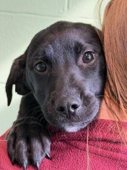 Mixed Breed Dogs Available for Adoption - Elmer Fudd | PetCurious