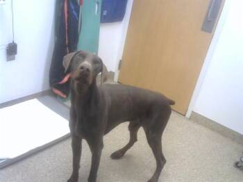 Doberman Pinscher and Mixed Breed Dogs Available for Adoption - ARIES | PetCurious