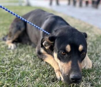 Doberman Pinscher and Shepherd Dogs Available for Adoption in Victorville, California - Tulip | PetCurious