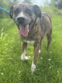 Tarzan -  Mixed Breed Dog for Adoption in Columbus, Indiana - Tarzan | PetCurious