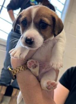 Jack Russell Terrier Dogs Available for Adoption in Thompson Falls, Montana - Chelsia | PetCurious