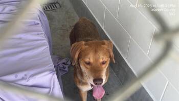 CUDDLES -  Beagle and Mixed Breed Dog for Adoption in Ocala, Florida - CUDDLES | PetCurious