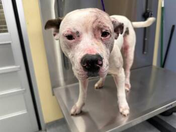 Pit Bull Terrier and Mixed Breed Dogs Available for Adoption - FLAN | PetCurious
