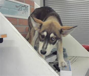 Siberian Husky and Mixed Breed Dogs Available for Adoption in Houston, Texas - INDRA | PetCurious