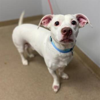 GHOST -  Basset Hound and Mixed Breed Dog for Adoption in Aurora, Colorado - GHOST | PetCurious