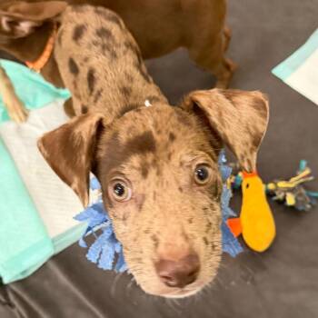 Jagger -  Black Labrador Retriever and Catahoula Leopard Dog Dog for Adoption in Abbotsford, British Columbia - Jagger | PetCurious