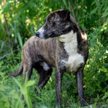 Rescue Mixed Breed Dogs for Adoption in Henderson, Kentucky - Shorty | PetCurious