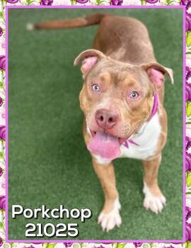 PORKCHOP -  American Bully Dog for Adoption in Marietta, Georgia - PORKCHOP | PetCurious