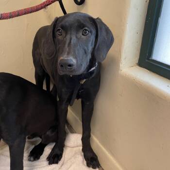 Tina -  Hound and Mixed Breed Dog for Adoption in Pasadena, California - Tina | PetCurious