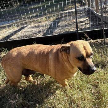 Waddles -  Basset Hound and Labrador Retriever Dog for Adoption in Sanford, North Carolina - Waddles | PetCurious