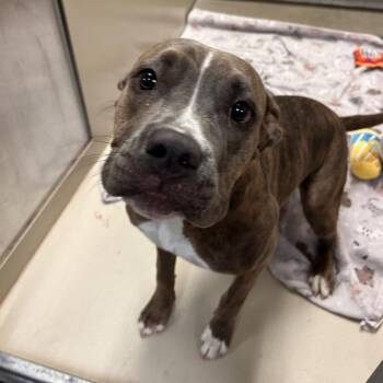 Celeste -  Pit Bull Terrier and Mixed Breed Dog for Adoption in Flagstaff, Arizona - Celeste | PetCurious