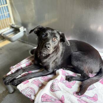 Labrador Retriever and Australian Cattle Dog Blue Heeler Dogs Available for Adoption in Camarillo, California - EVANGELINE | PetCurious