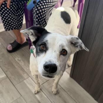 Peppermint Patty -  Border Collie and Terrier Dog for Adoption in Northbrook, Illinois - Peppermint Patty | PetCurious