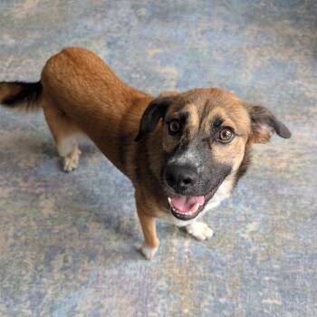 Rhett -  Collie and Mixed Breed Dog for Adoption in Chicago, Illinois - Rhett | PetCurious