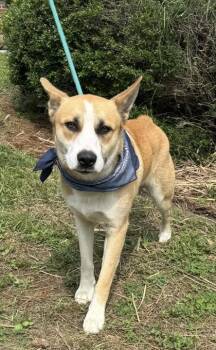 Husky and Mixed Breed Dogs Available for Adoption in Savannah, Georgia - Arthur | PetCurious