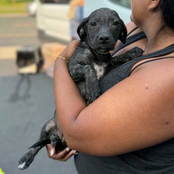 Cece -  Mixed Breed and Terrier Dog for Adoption in Buffalo, Minnesota - Cece | PetCurious