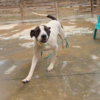Billy Bob -  Mixed Breed Dog for Adoption in Freeport, Florida - Billy Bob | PetCurious