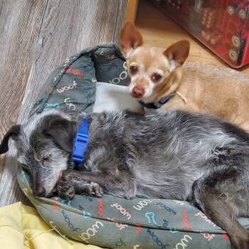 Delilah and Snoopy -  Chihuahua Dog for Adoption in Colorado Springs, Colorado - Delilah And Snoopy | PetCurious
