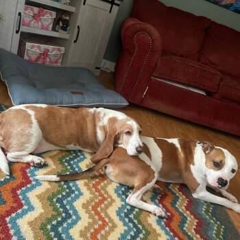 Archie -  American Bulldog Dog for Adoption in Bristol, Indiana - Archie | PetCurious