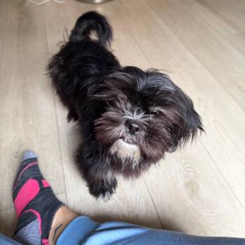 Shih Tzu Dogs Available for Adoption - Annie | PetCurious