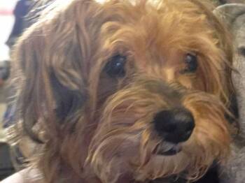 Sookie -  Yorkshire Terrier and Poodle Dog for Adoption in Powder Springs, Georgia - Sookie | PetCurious