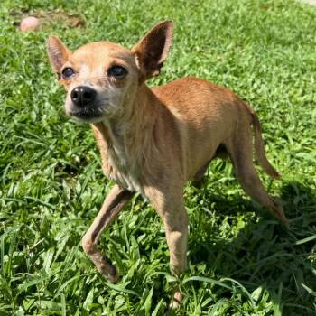 Kekoa -  Chihuahua and Mixed Breed Dog for Adoption in Keaau, Hawaii - Kekoa | PetCurious