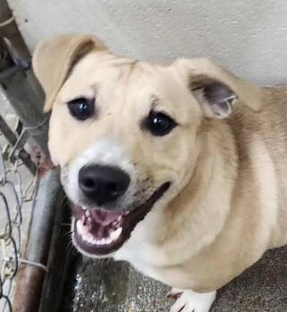 Dachshund and Bulldog Dogs Available for Adoption in Andover, Massachusetts - Zachariahs Terrific | PetCurious