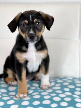 Rescue Mixed Breed Dogs for Adoption in Savage, Minnesota - Chipmunks Litter - Simon | PetCurious