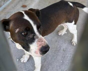 Clover -  Mixed Breed Dog for Adoption in Lafayette, Tennessee - Clover | PetCurious