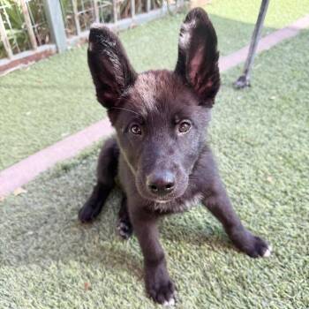 Bagheera -  Shepherd Dog for Adoption in Agoura Hills, California - Bagheera | PetCurious
