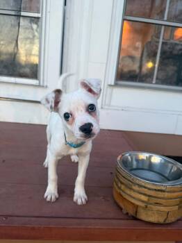 Terrier Dogs Available for Adoption in New London, Wisconsin - Pogo | PetCurious