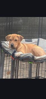 Coral -  Shar Pei Dog for Adoption in Hardin, Montana - Coral | PetCurious