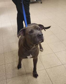 Rescue Terrier Dogs for Adoption in Muncie, Indiana - Andre | PetCurious