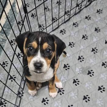 Rescue Beagle Dogs for Adoption in Myrtle Beach, South Carolina - Skittles | PetCurious