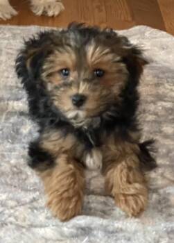 Yorkshire Terrier and Maltese Dogs Available for Adoption - Snickers | PetCurious