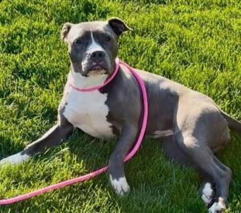Pit Bull Terrier and Mixed Breed Dogs Available for Adoption in Kansas City, Missouri - Lady Blue | PetCurious