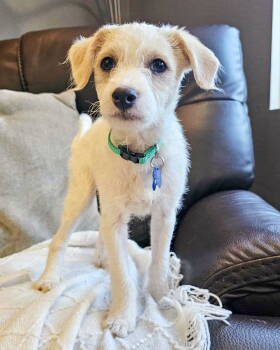 Rescue Terrier Dogs for Adoption in Corona, California - Banks | PetCurious