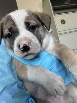 SNEEZY -  Terrier Dog for Adoption in San Antonio, Texas - SNEEZY | PetCurious
