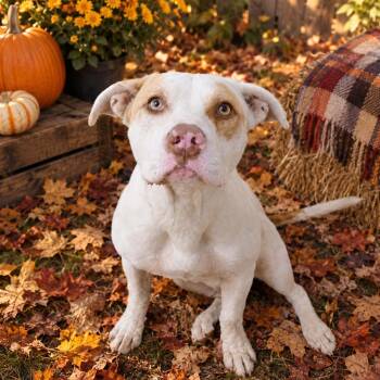 Nala -  Pit Bull Terrier Dog for Adoption in Susanville, California - Nala | PetCurious