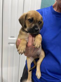 Alfie -  Labrador Retriever and Mixed Breed Dog Available for Adoption in Chattanooga, Tennessee - Alfie | PetCurious