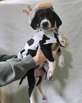 Rescue Black Labrador Retriever Dogs for Adoption in Point Pleasant, West Virginia - Monroe Puppy 5 | PetCurious