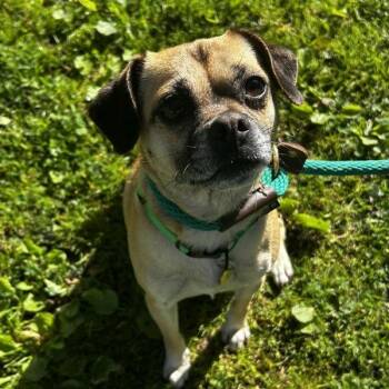 Chihuahua and Pug Dogs Available for Adoption - Angie | PetCurious